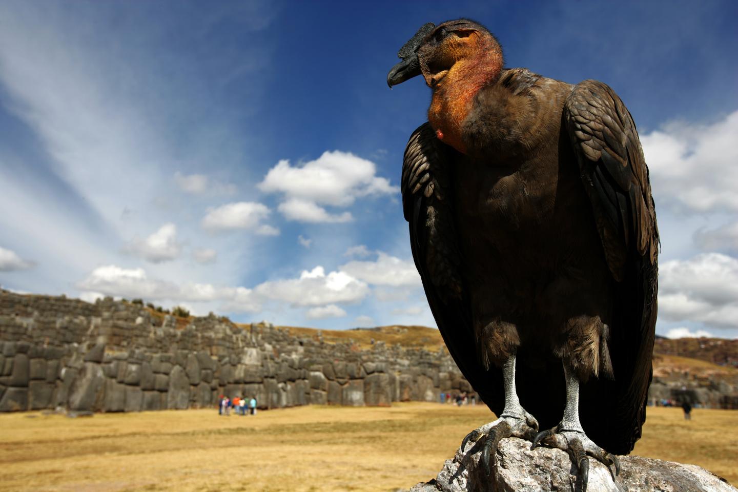 Peru Trekking