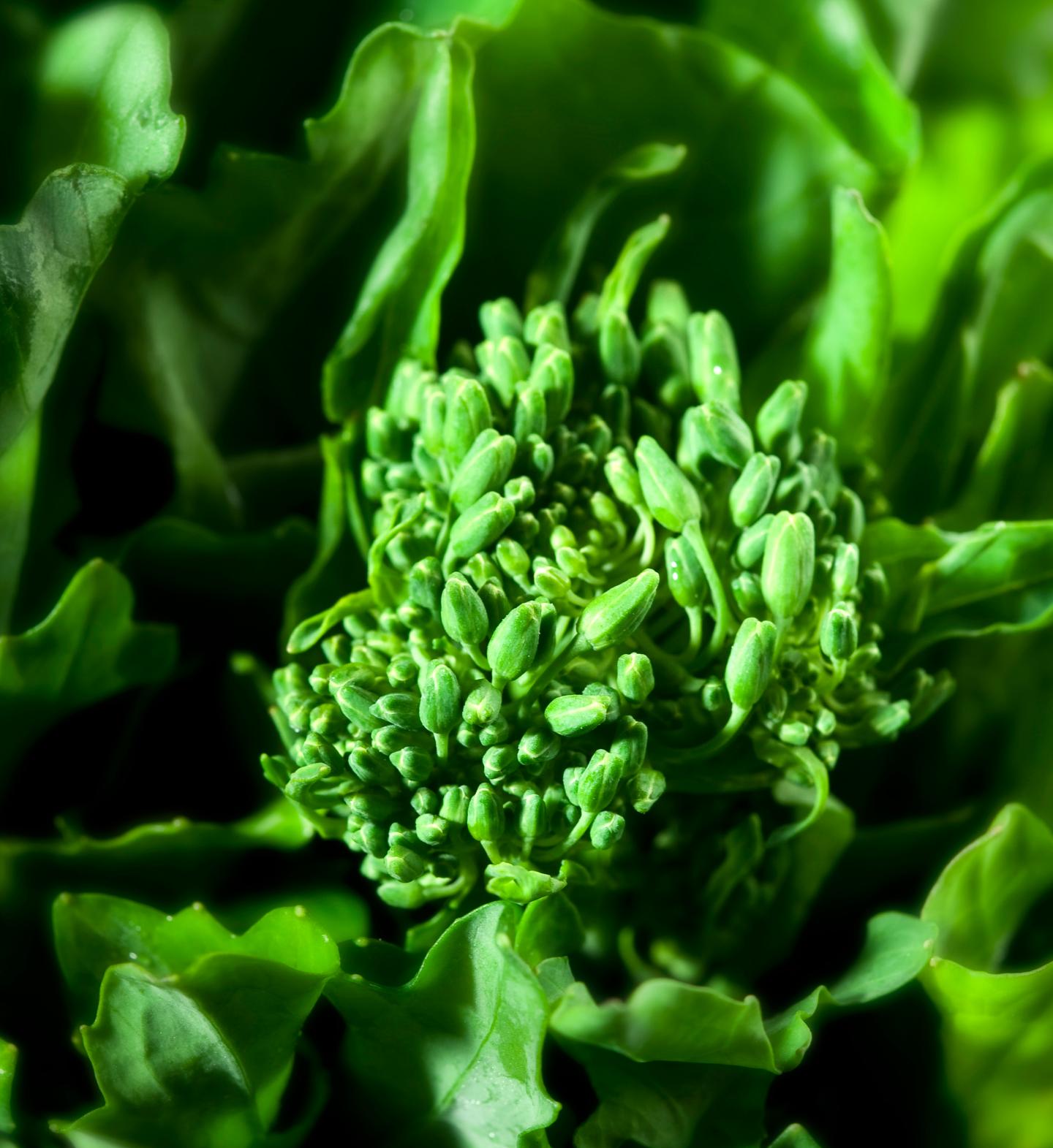 NTR-VEGGIE-QUIZ