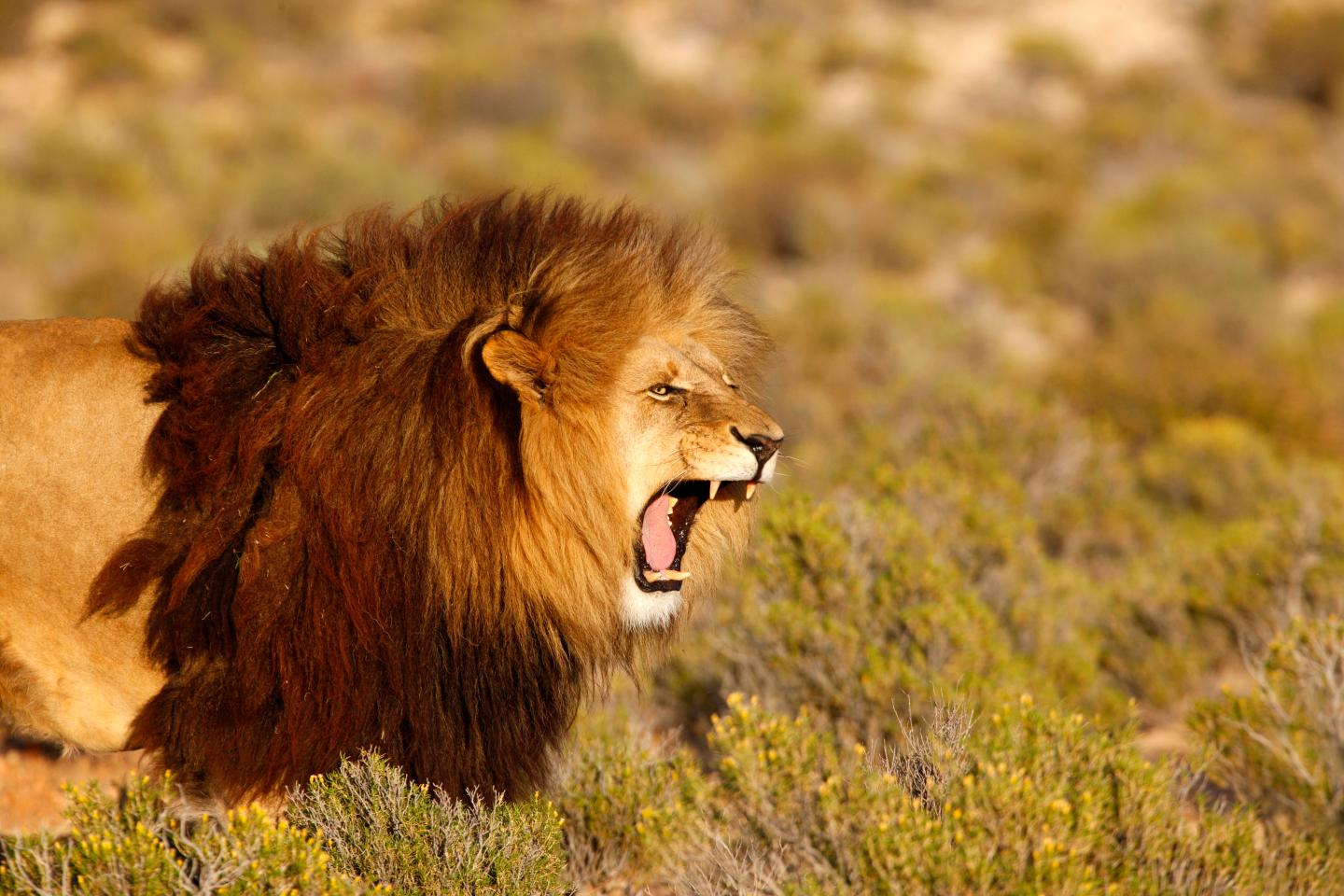 Lion