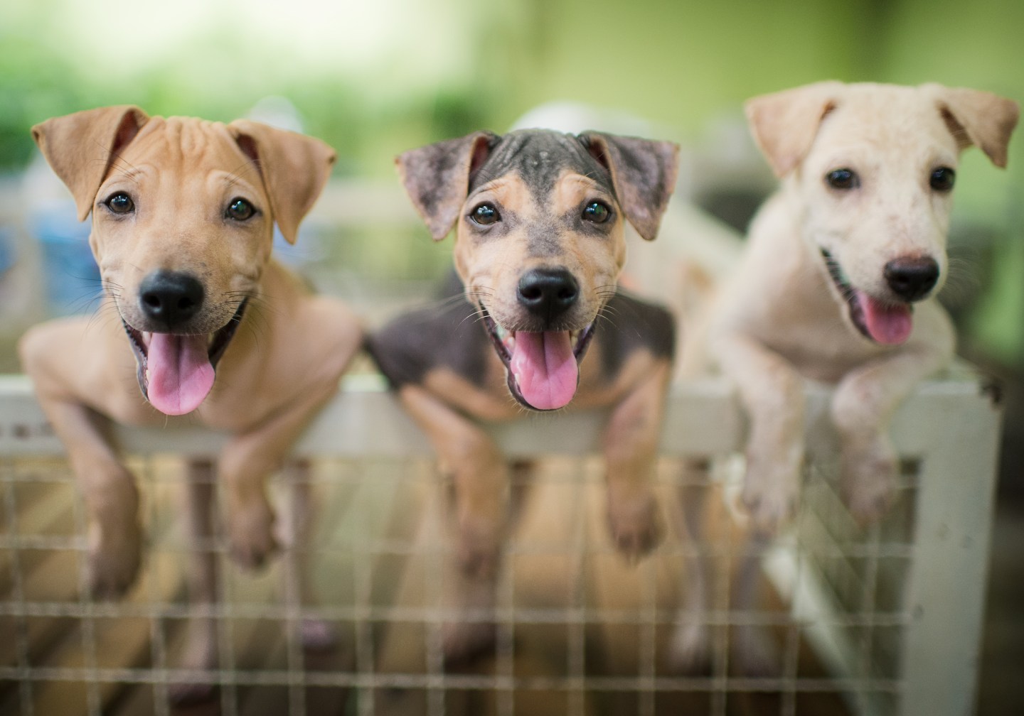 Three happy little cute puppies