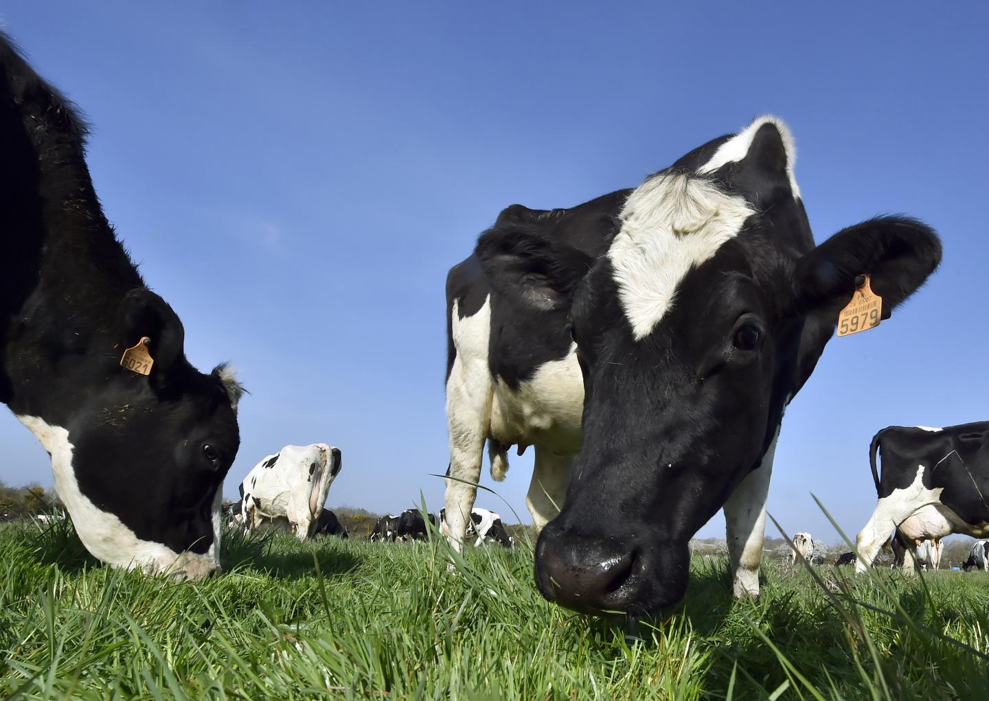 FRANCE-EU-MILK-QUOTAS