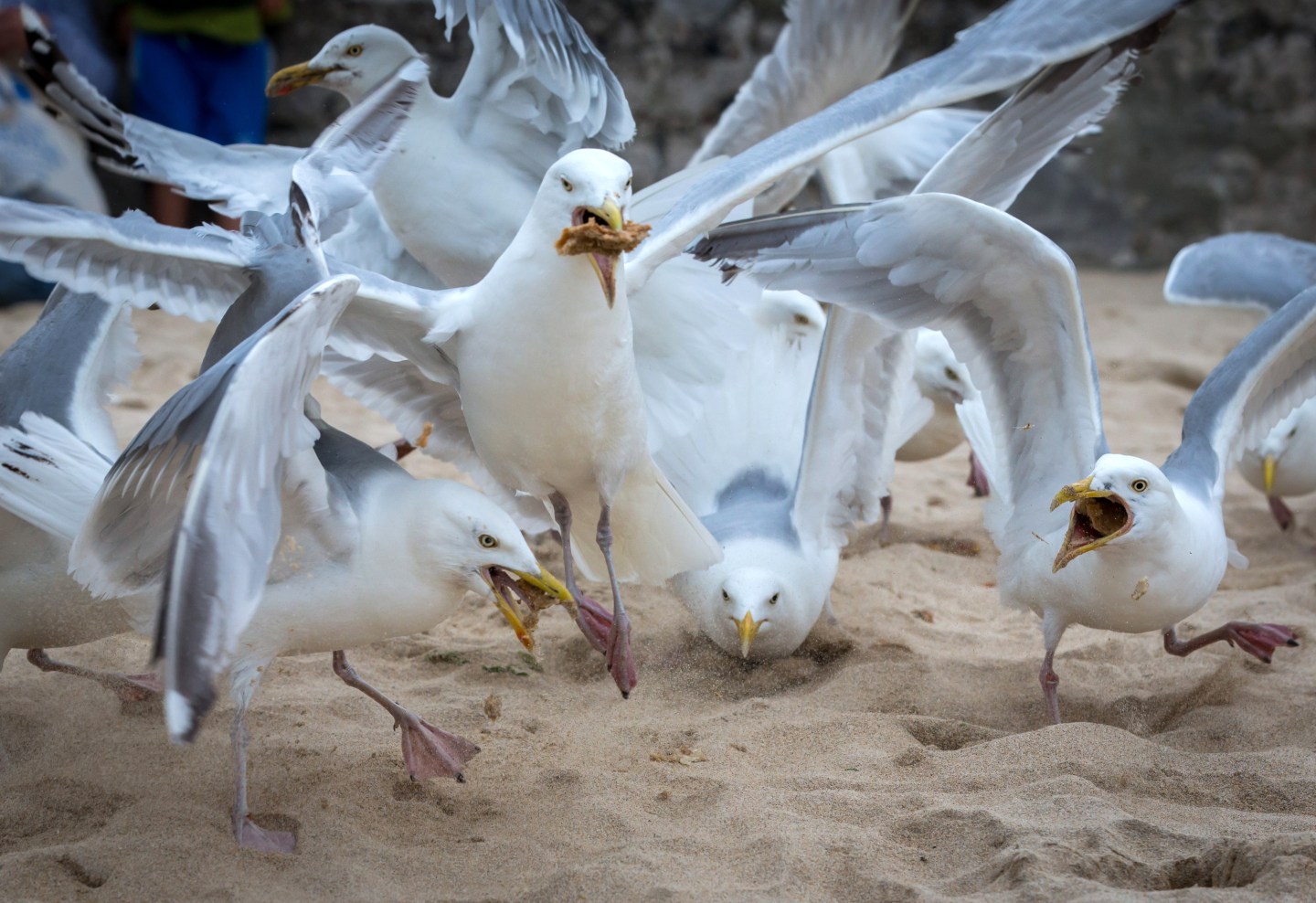 Seagull Attacks Being Reported From Coastal Towns This Summer