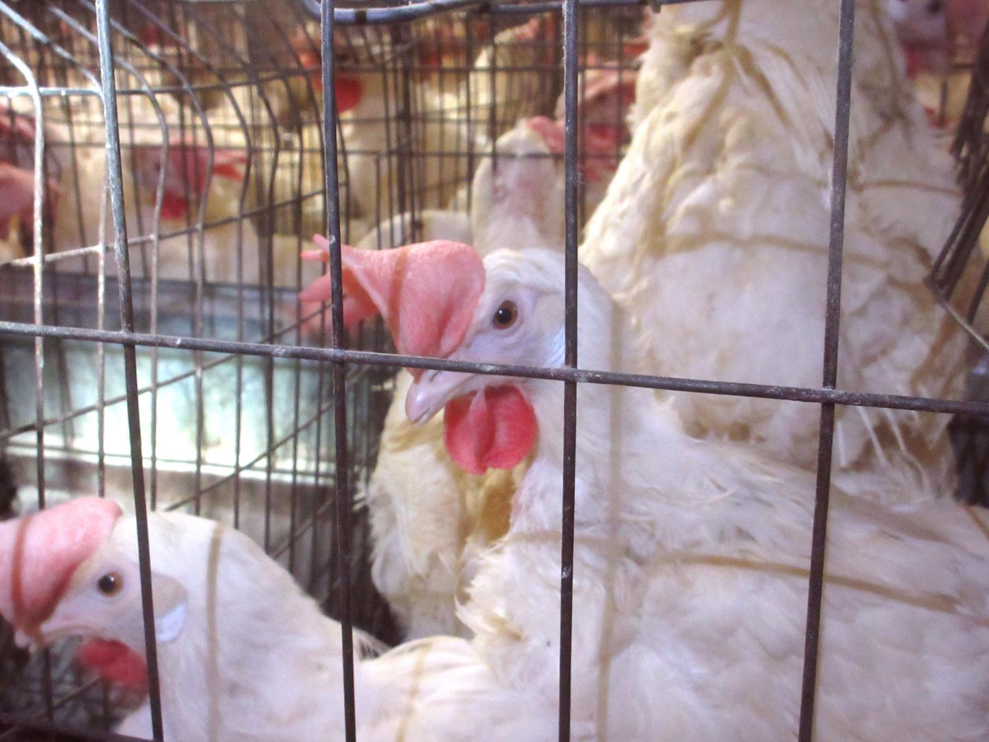 Undercover Video Shows Shocking Animal Cruelty at Eggland’s Best Supplier