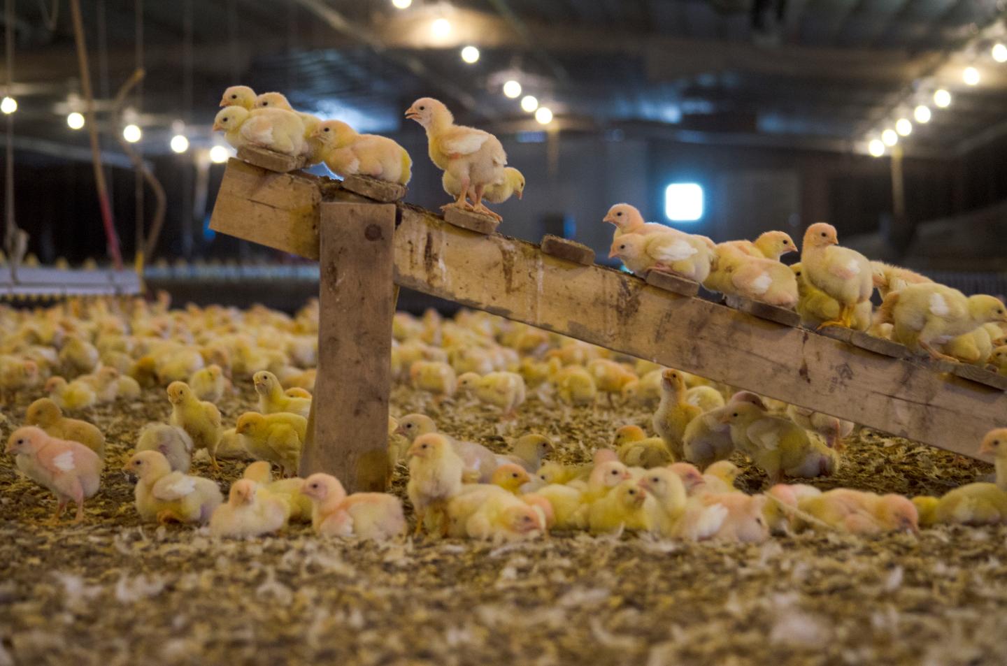Perdue Is Unveiling Major New Reforms to How It Raises Chickens