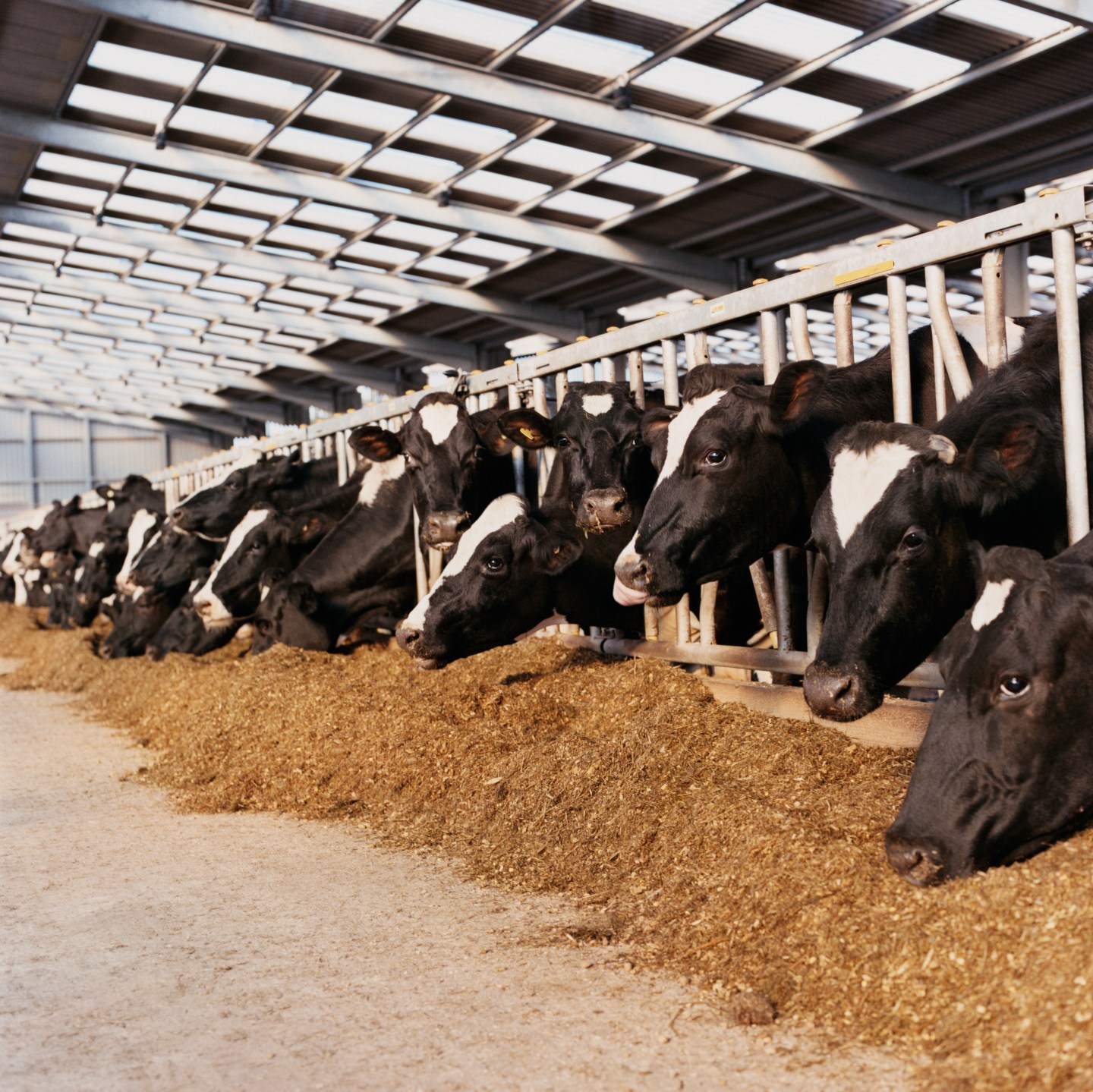 Line of Cow's Heads Trapped Behind Railings in a Barn