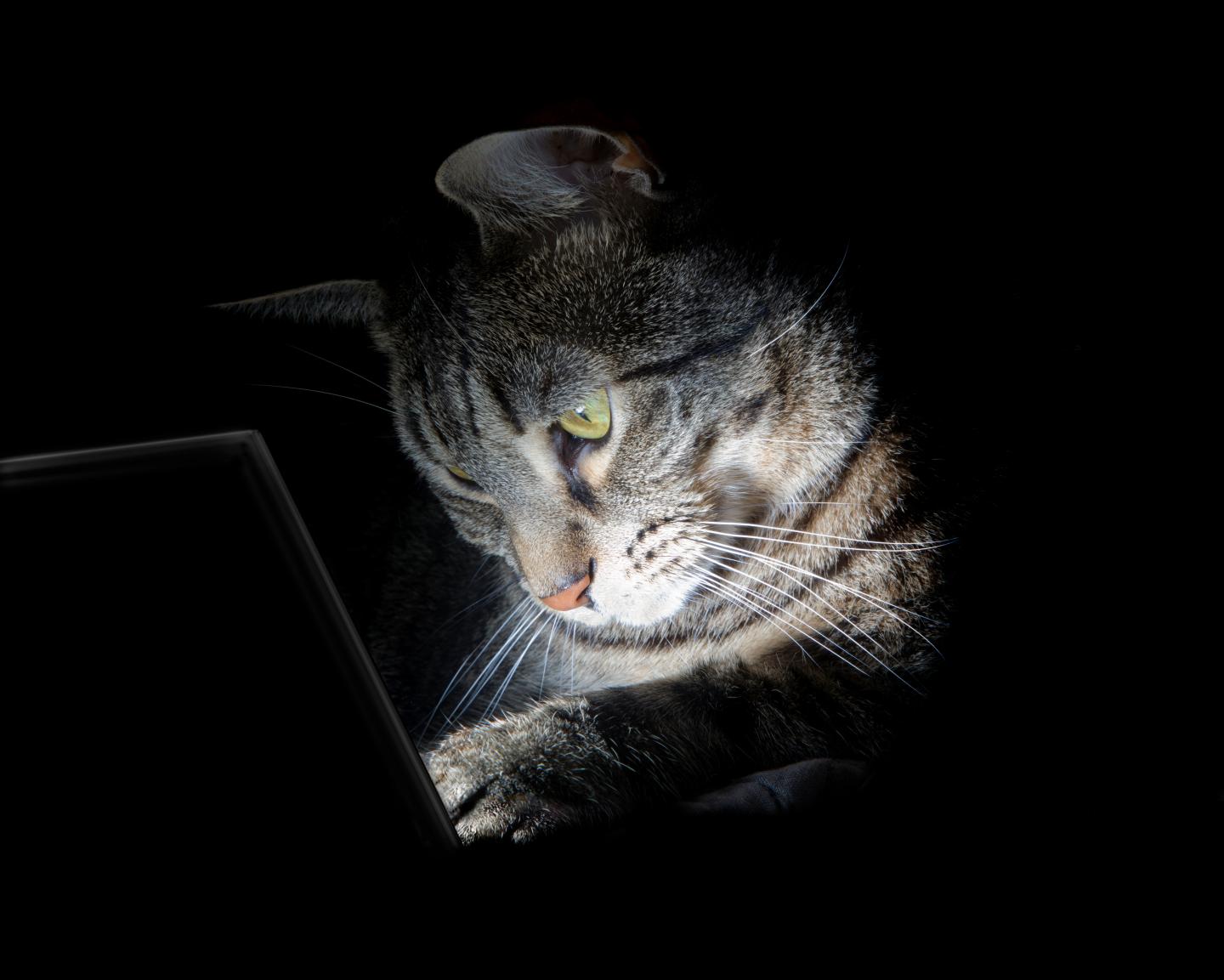 cat concentrating using table computer