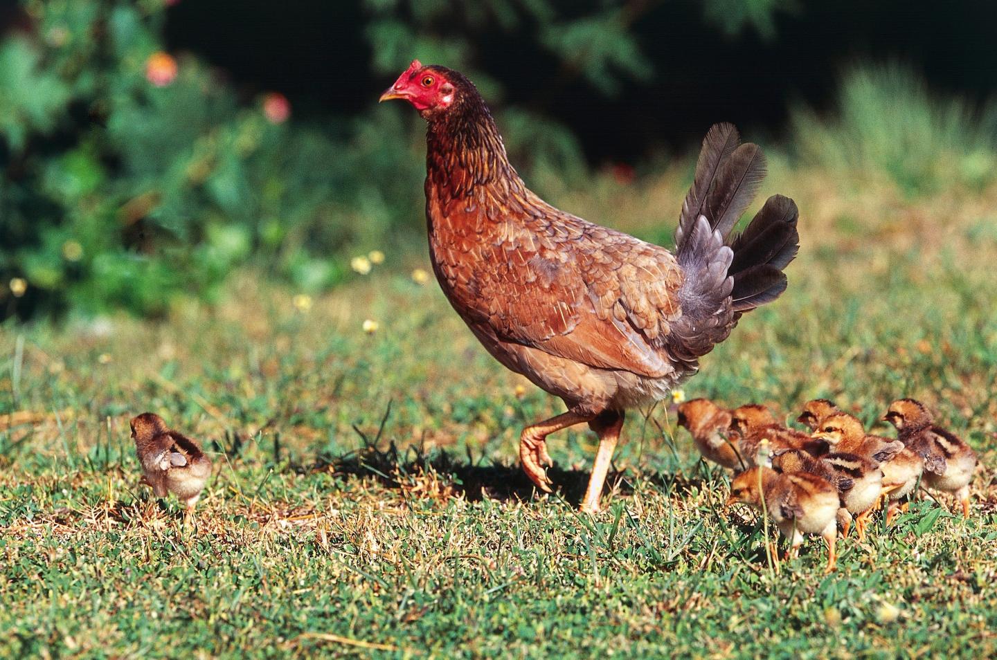 Chicken with chicks