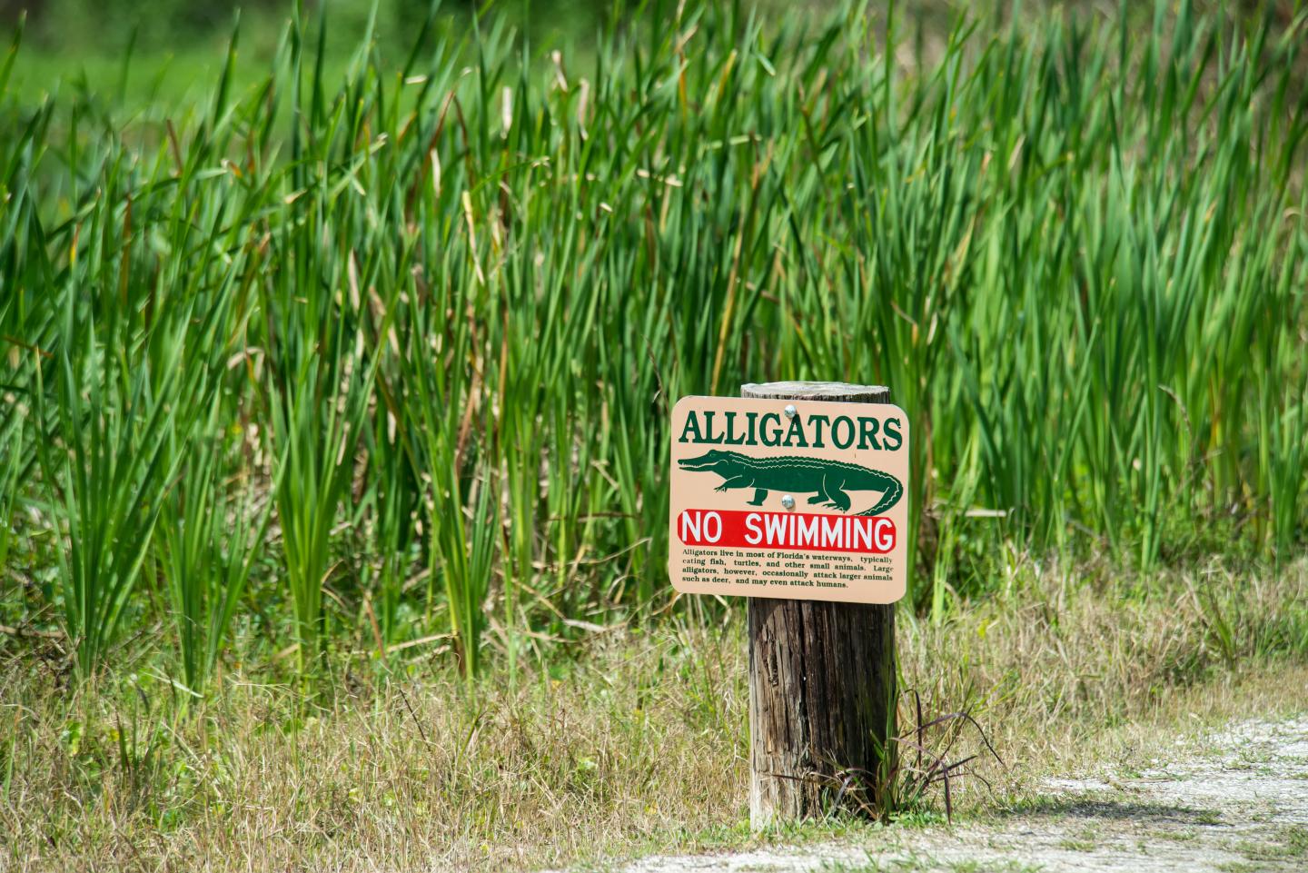 Alligator Warning Sign At Tosohatchee Wildlife Management Area; Florida, USA