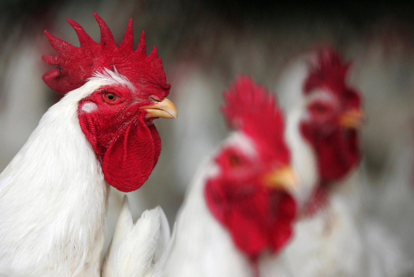 Chicken sit in a farm near Jamasa city,