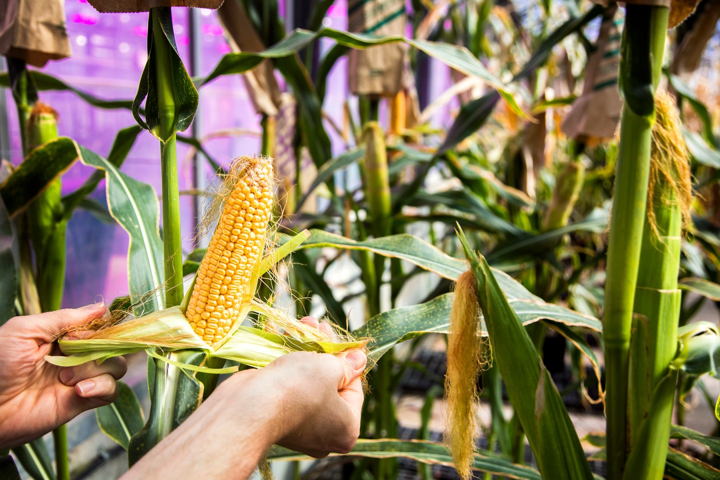David O'Connor, corn and soy production lead, checks the quality of corn in one of Monsanto's greenhouses at its research facility in Chesterfield, Mo., on Thursday, May 5, 2016. Photo by Ryan Donnell.