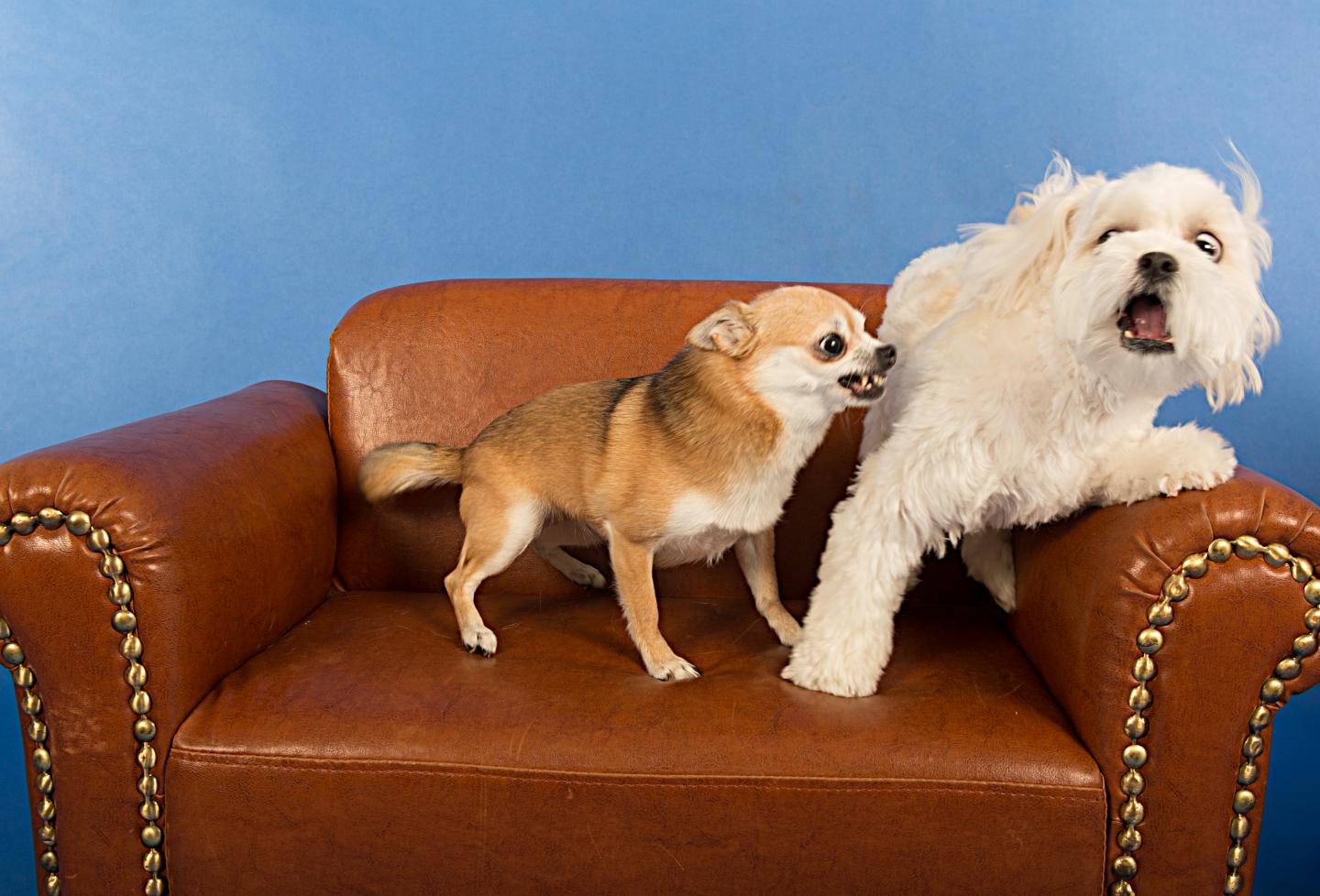 Socializing Adult Dogs- OMG I'm scared!