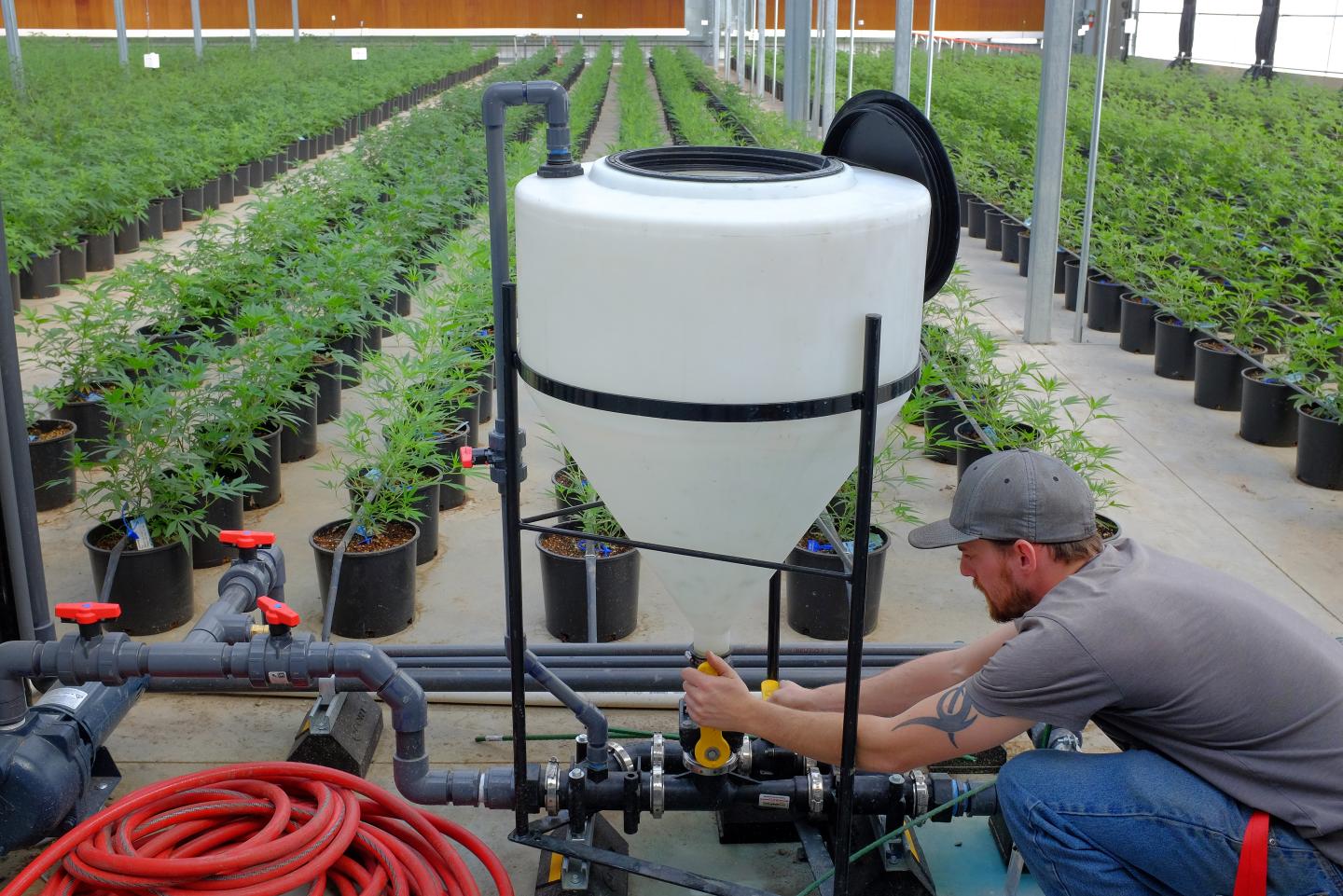 Marijuana Growing At Los Suenos Farms As Colorado's $1-Billion Pot Industry Saves Towns
