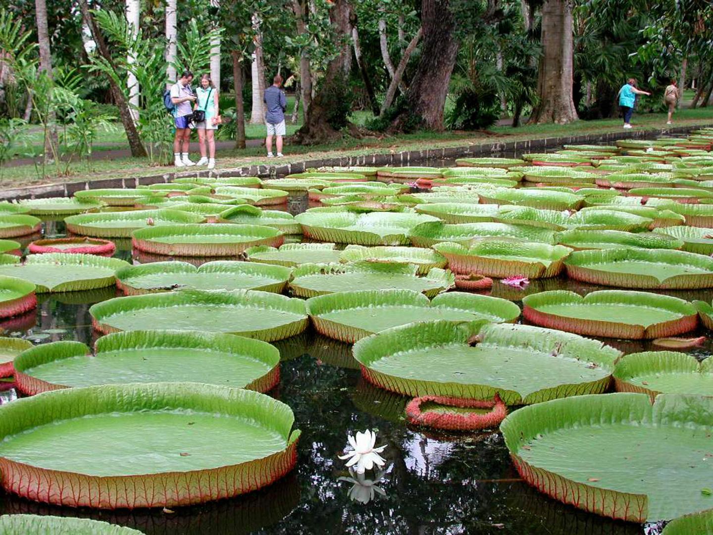 Tourists admire giant water lillies in t