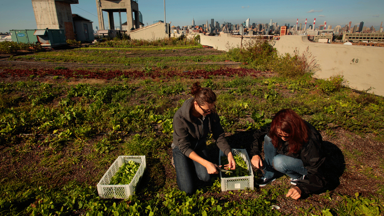 These New Yorkers Quit Their Desk Jobs to Run a Farm—On a Brooklyn Rooftop