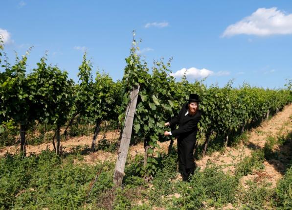 A rabbi looks at grapes in a vineyard in famous Tokaj wine region in the village of Mad