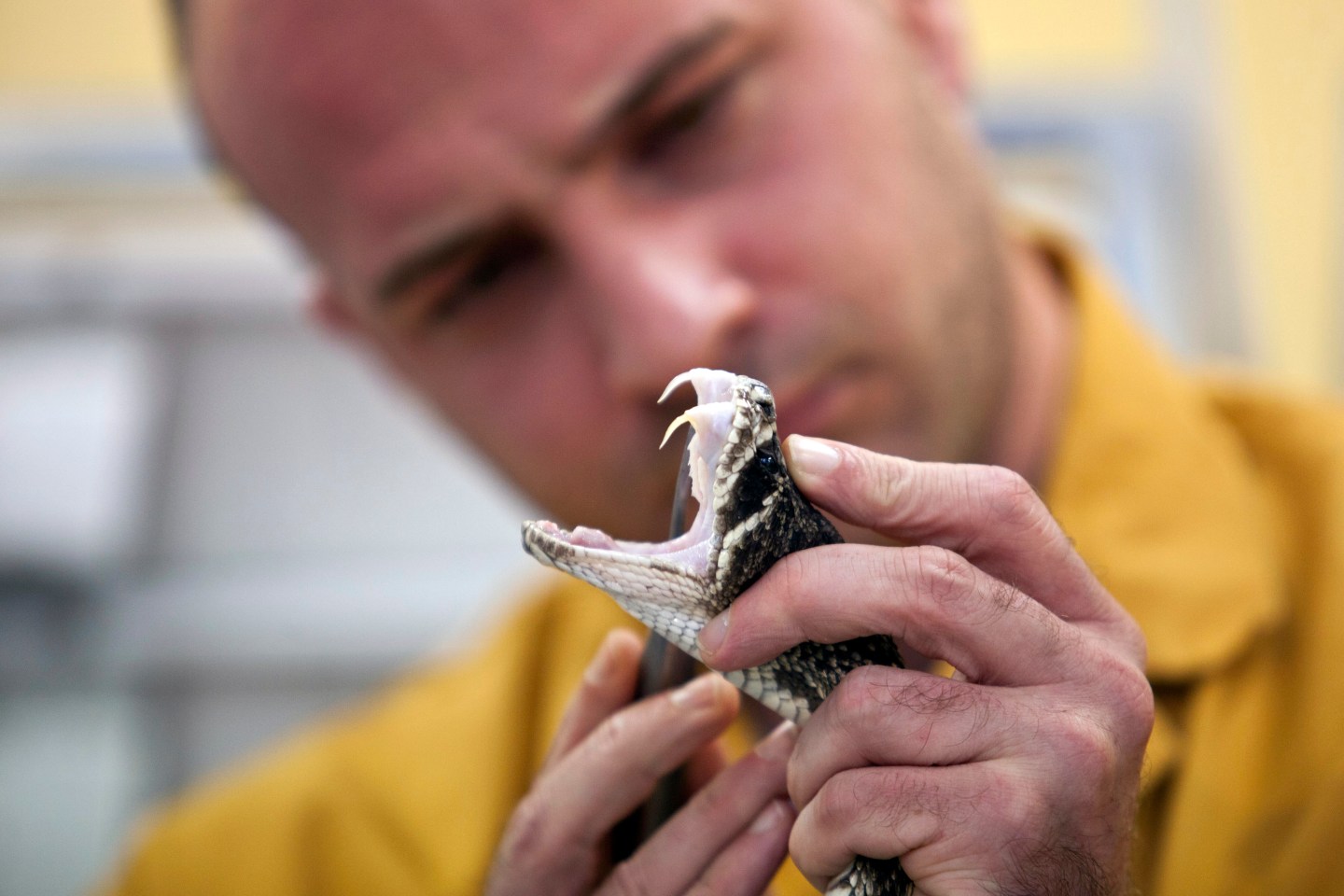 Snake Venom Production At Latoxan SAS Laboratory