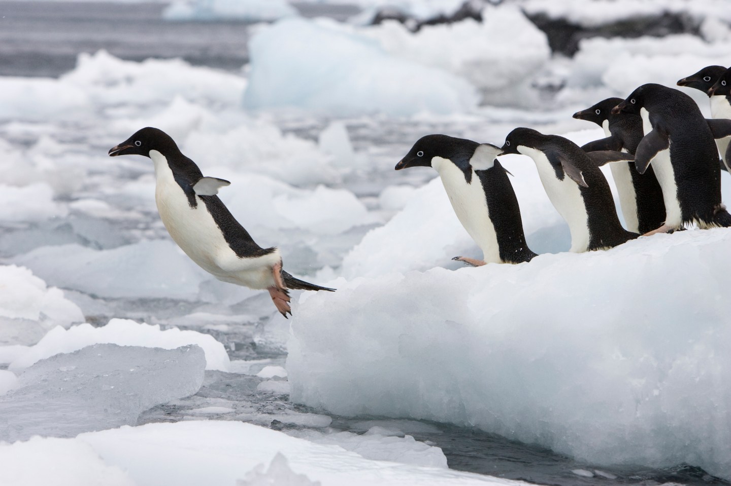 Adelie Penguin (Pygoscelis adeliae) group diving off iceberg, Paulet Island, Antarctica