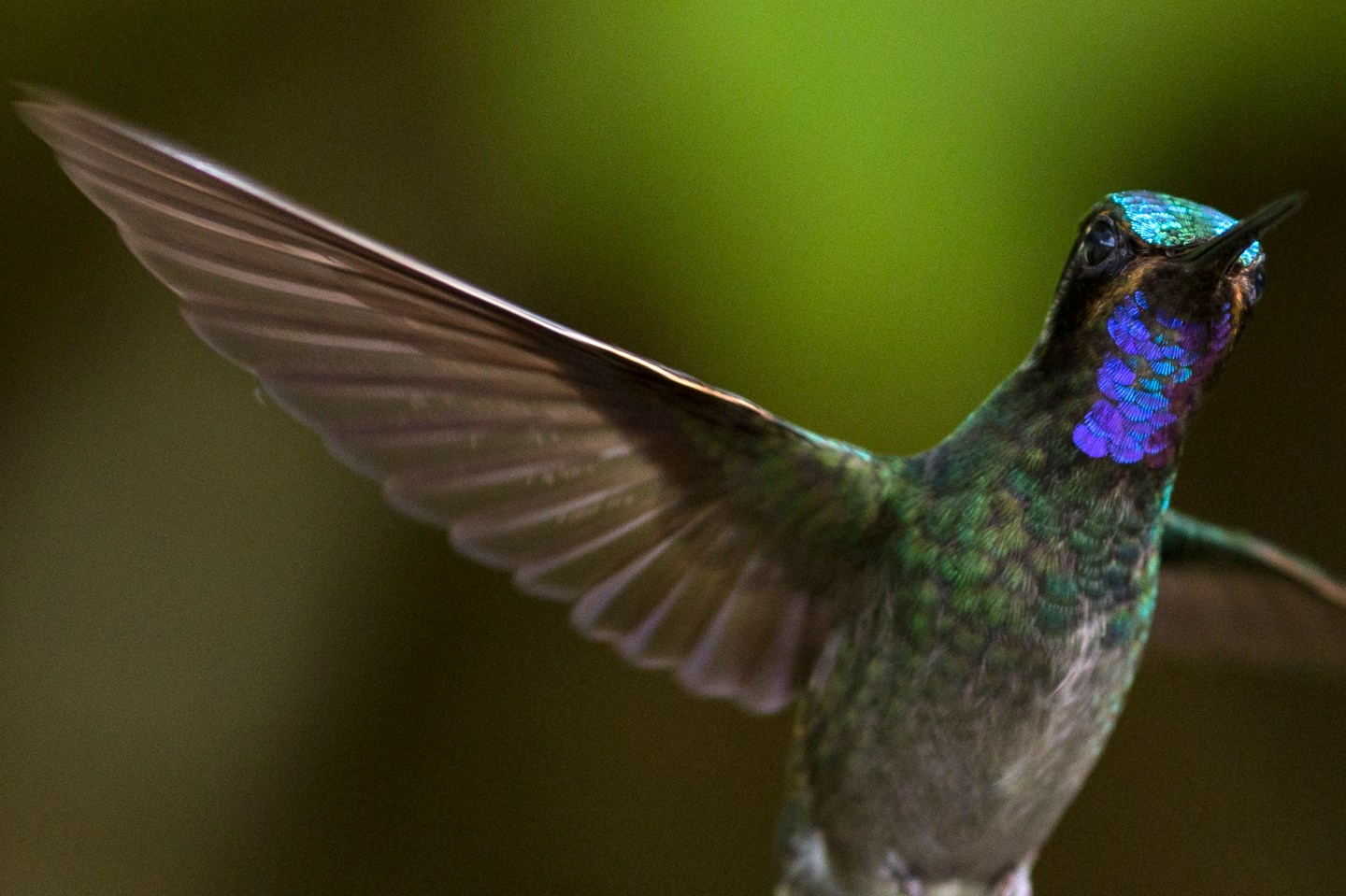 Hummingbirds Of Costa Rica
