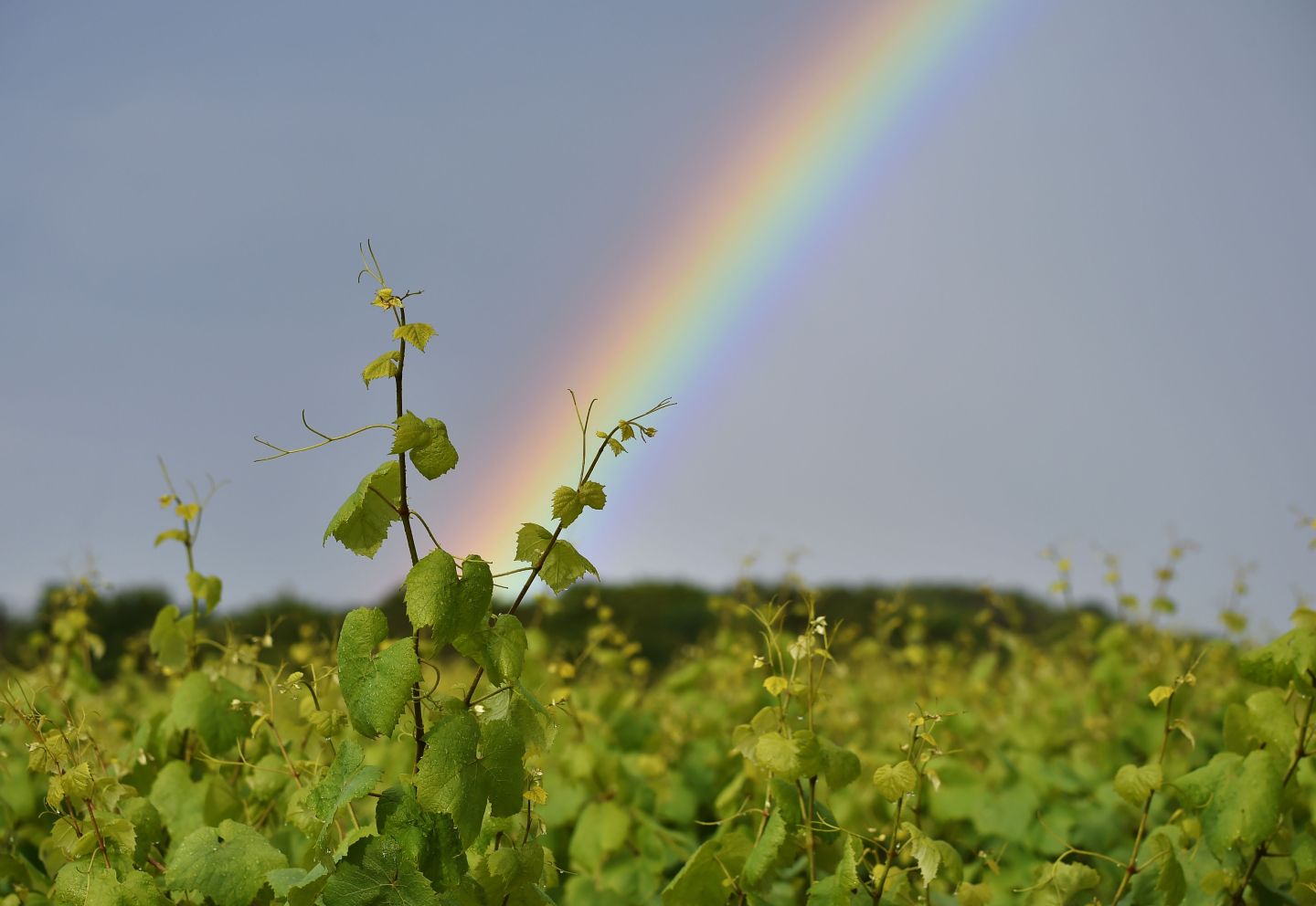 FRANCE-WEATHER-VINEYARD-RAINBOW-FEATURE