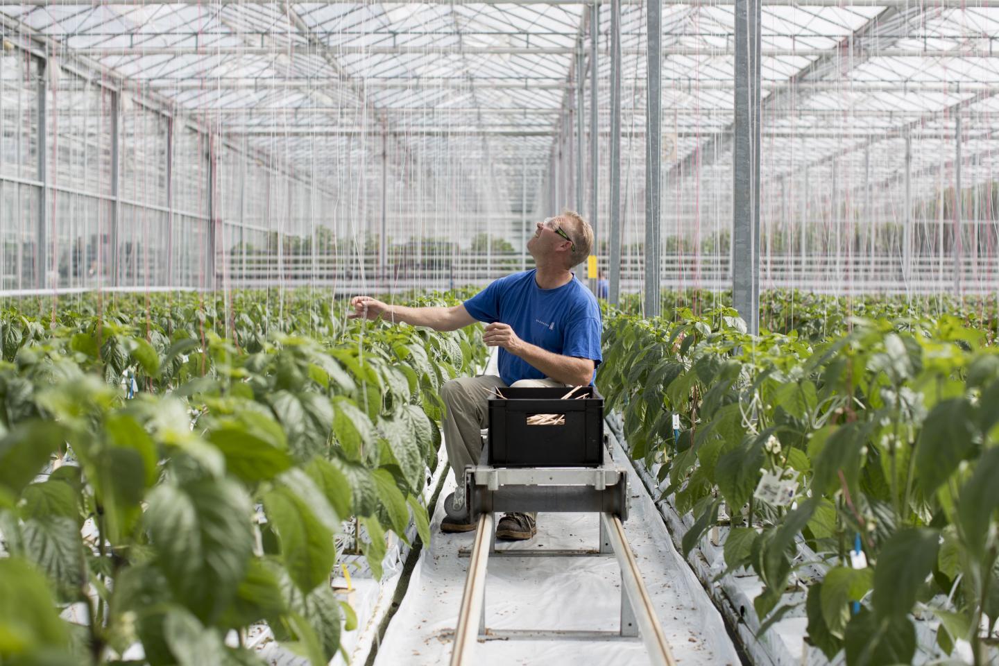 Monsanto’s Board On the Verge of Approving $65 Billion Sale to Bayer