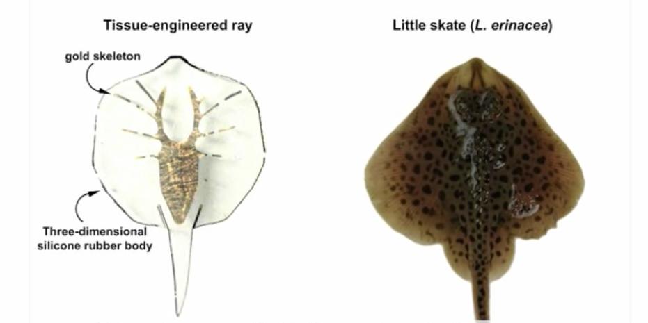 Harvard Engineer Unveils Robotic Stingray Powered by Rat Muscle Tissue