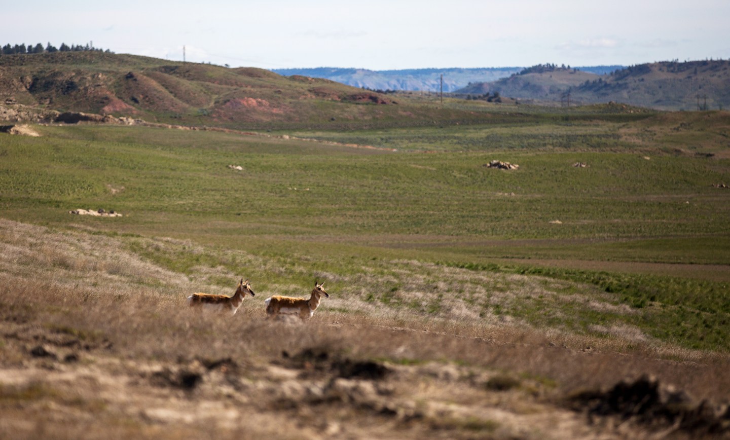 Pronghorn antelope are seen in a view of reclaimed land during a tour of Peabody Energy's Rawhide coal mine near Gillette