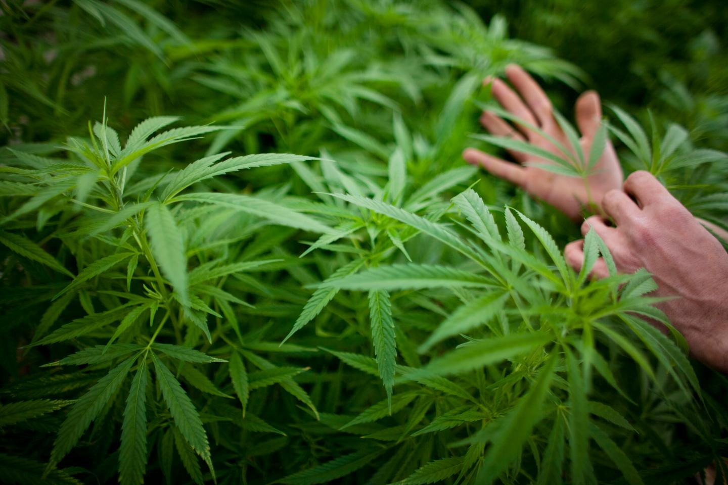 Israel Pioneers Use Of Medical Marijuana