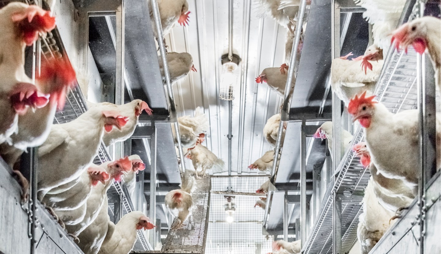 Five Things You Didn’t Know About McDonald’s and Cage-Free Eggs