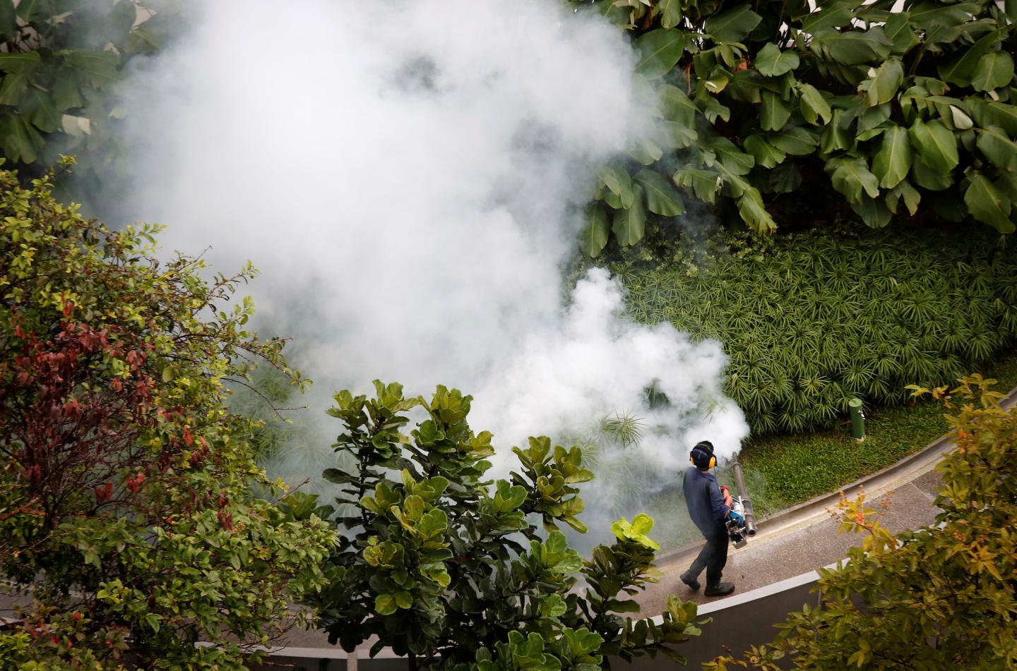 Contractor fogs a condominium garden in Singapore in an effort to kill mosquitoes