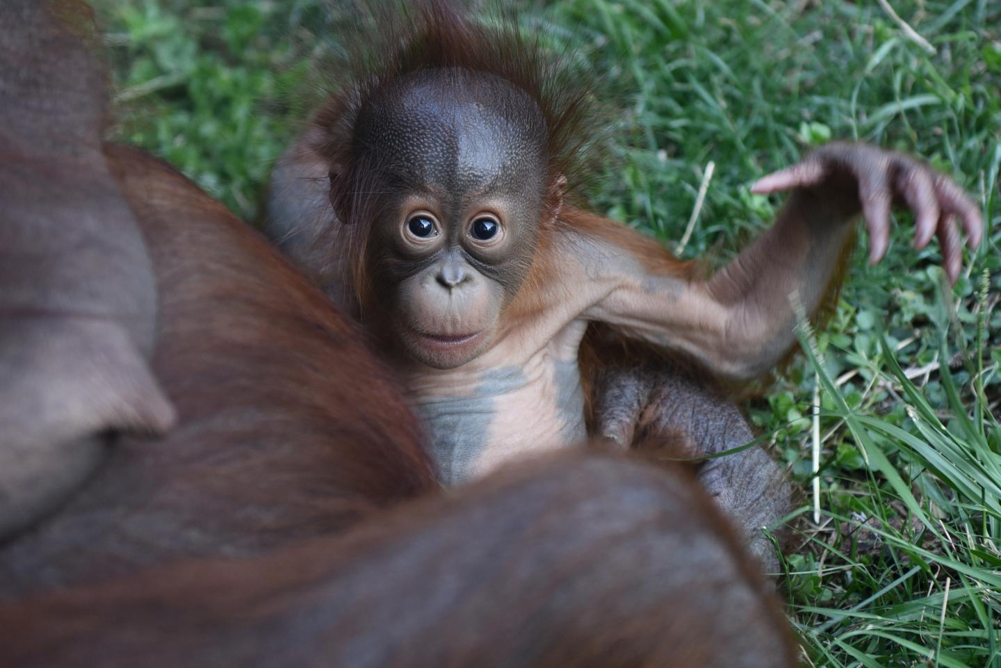 The baby Bornean orangutan pictured playing with her mother