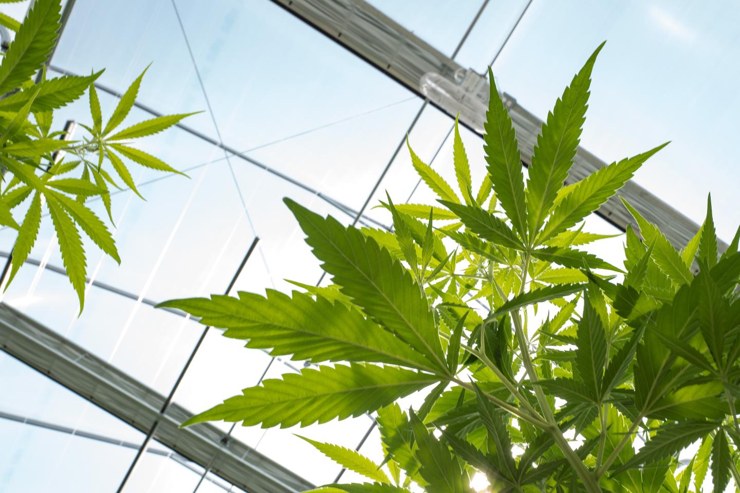 Marijuana Grow Near Albany For State's Legal Medical Marijuana Dispensaries