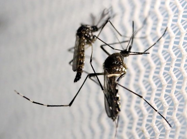 Aedes aegypti mosquitoes are seen inside Oxitec laboratory in Campinas, Brazil
