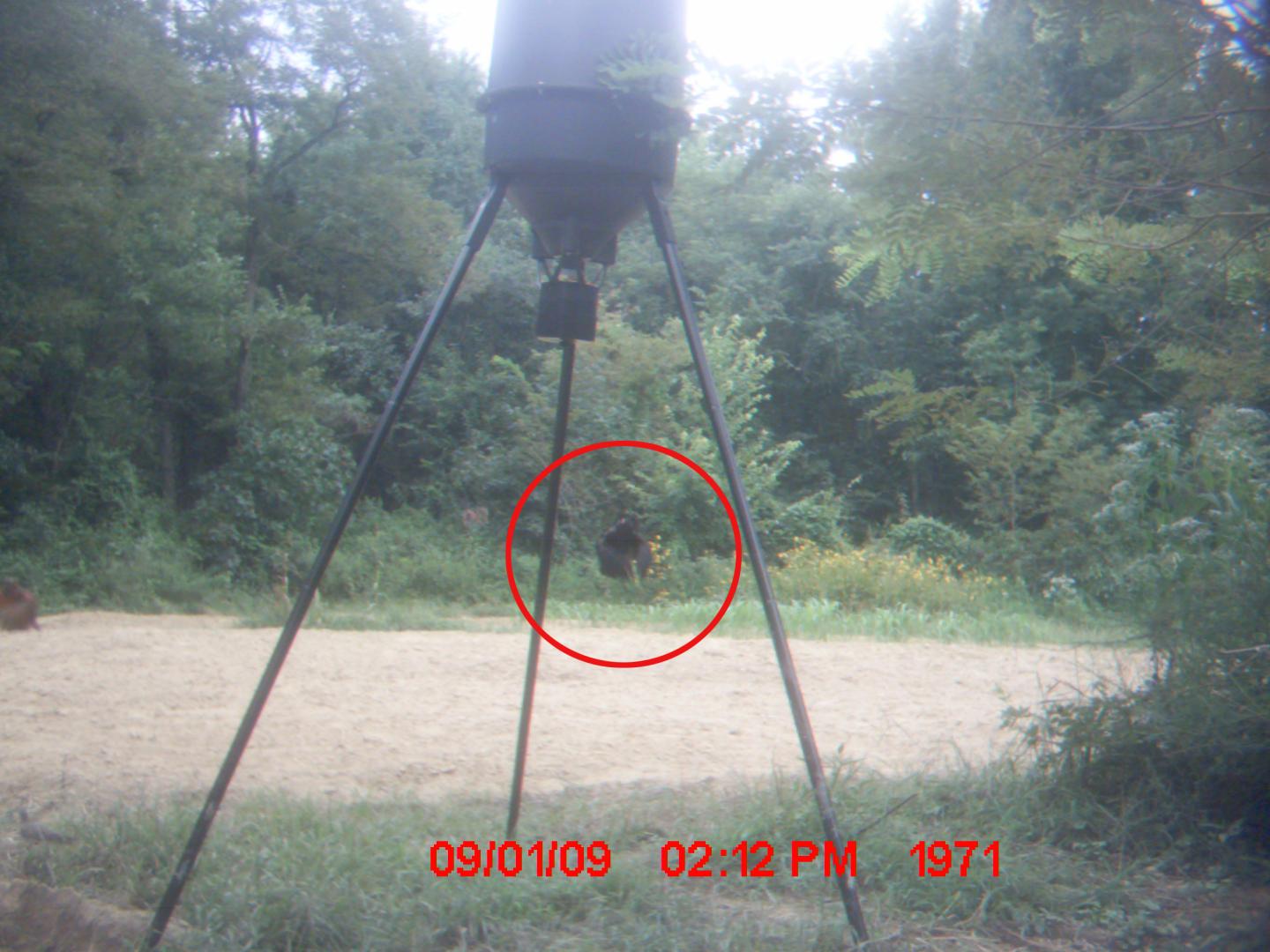 Big Foot Spotted In Kentucky!