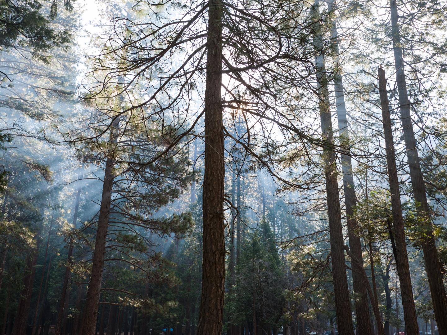 trees with sunlight streaming through