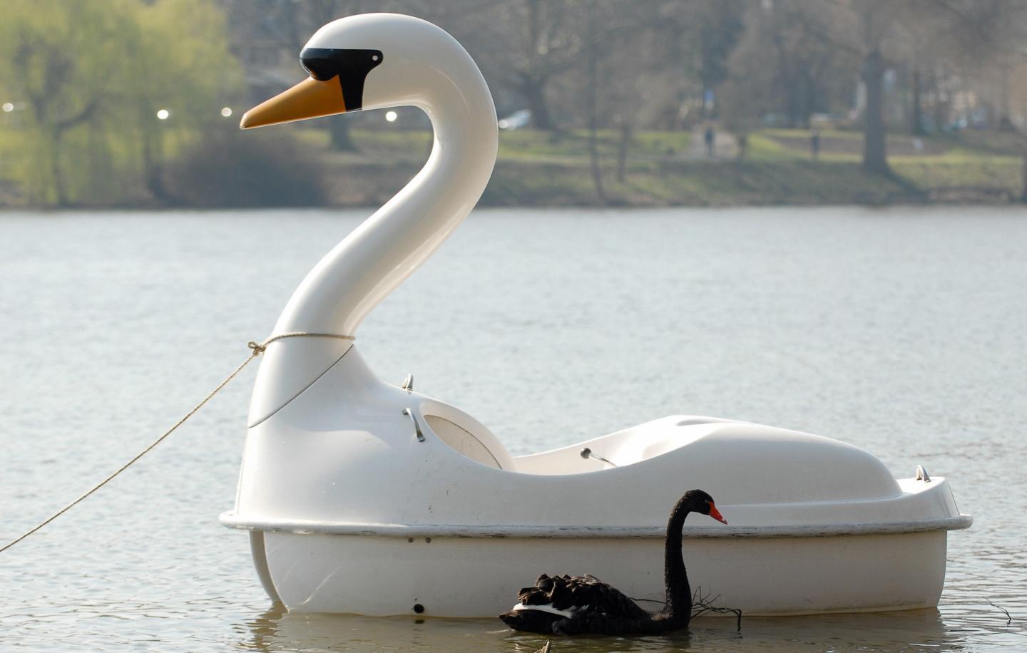 Black swan Petra swims besides a swan sh