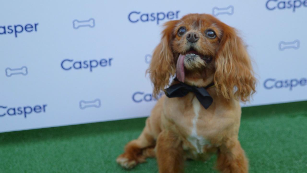 Every A-List Dog You Know Was at This Insanely Posh Event