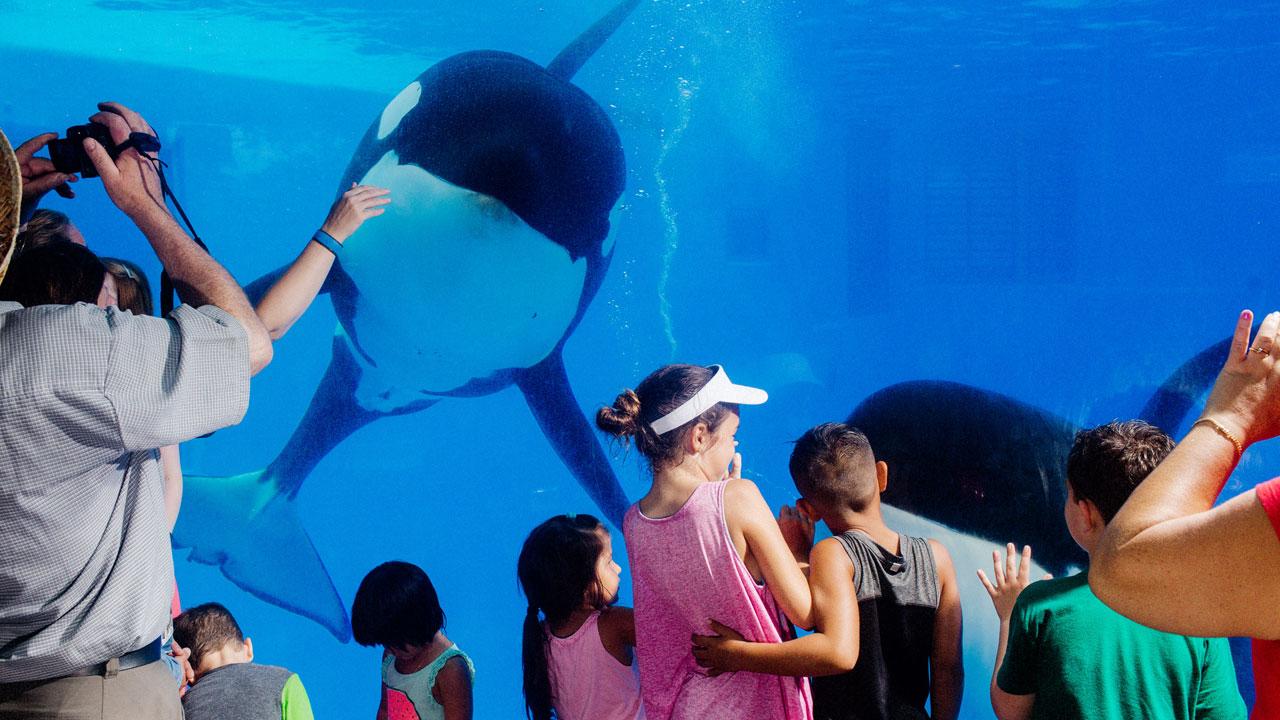 SeaWorld Stock Makes a Splash After Blackstone Sells Its Majority Stake