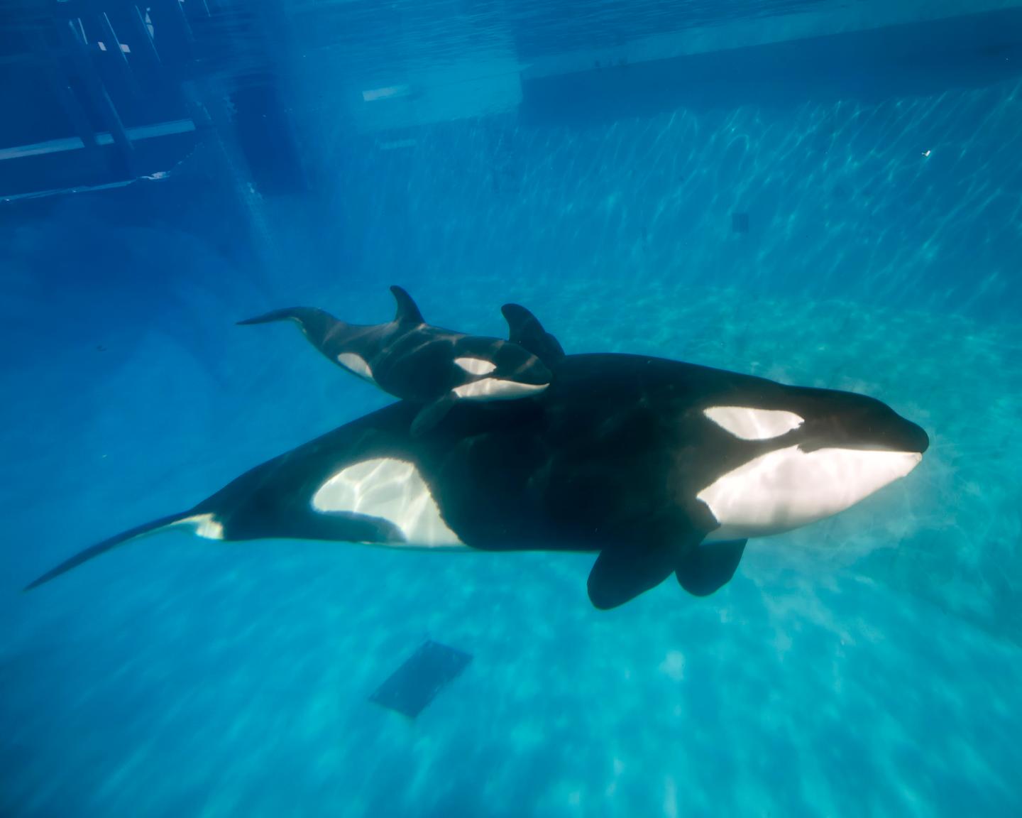 Killler Whale Calf At SeaWorld San Diego