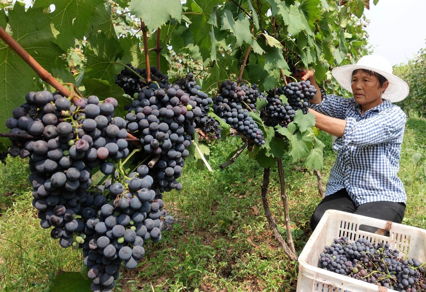 Chinese wine culture goes mainstream
