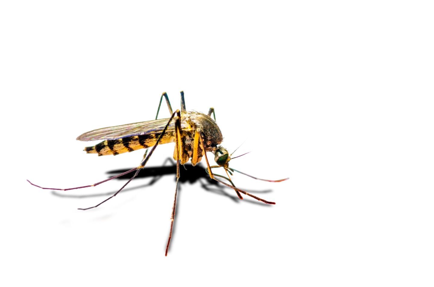 Stinging Mosquito