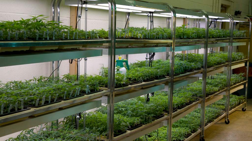 Meet the Federal Government’s Pot Dealer