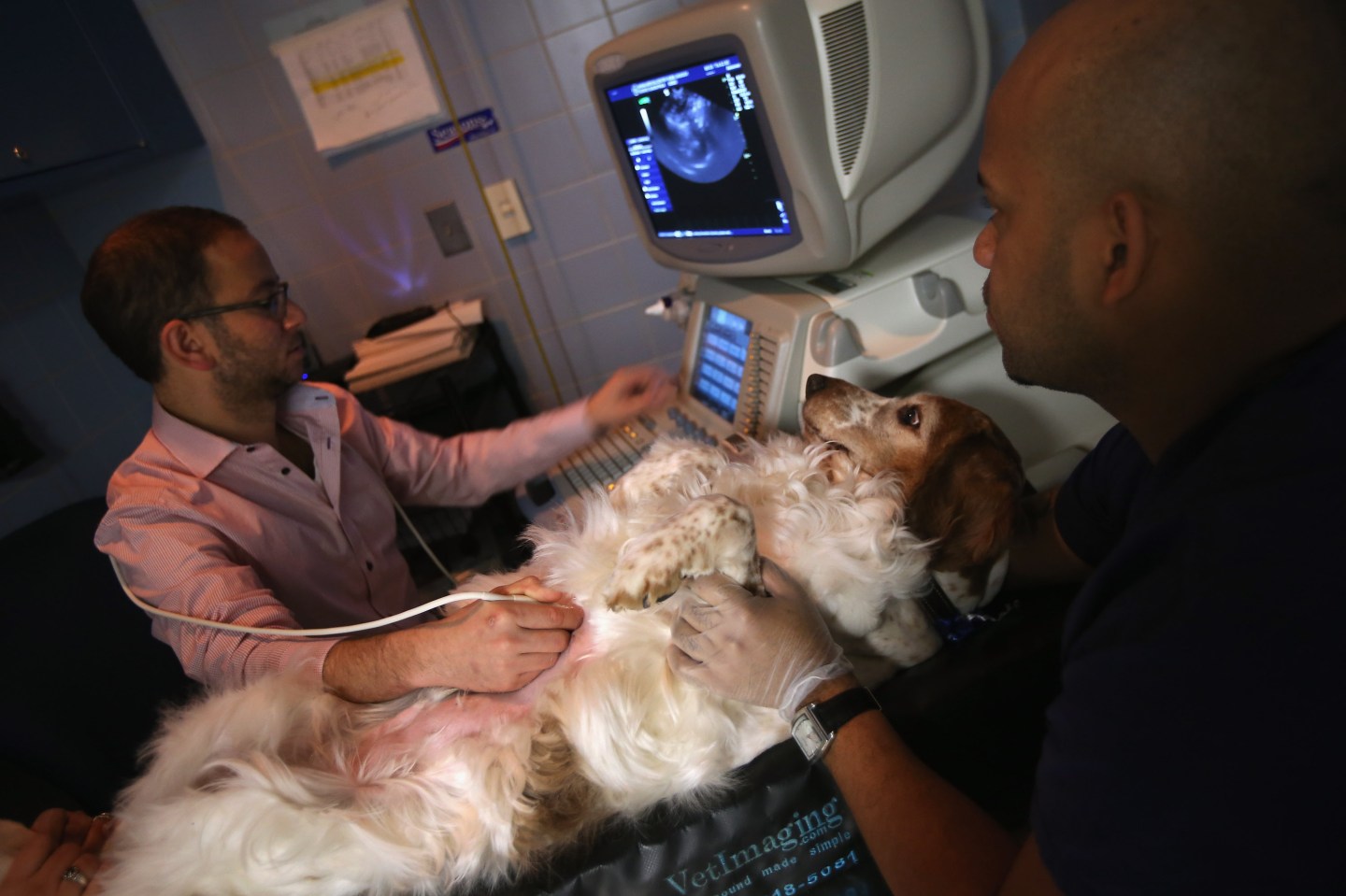 New York's Animal Medical Center Provides Advanced Treatments For Pets