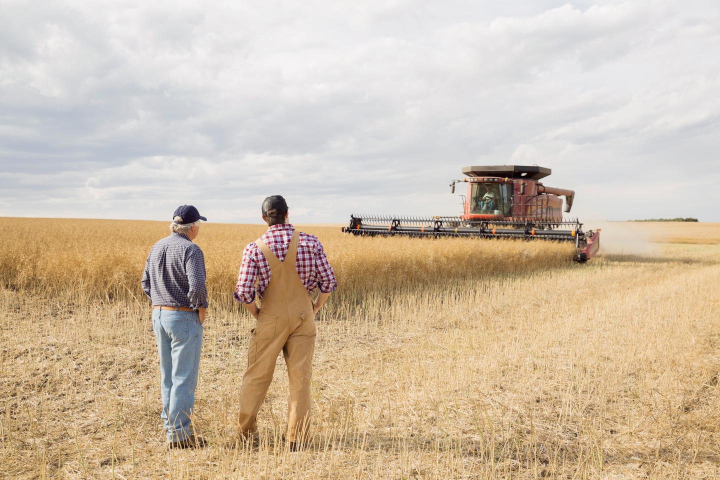 Farmers watching combine harvester in wheat field