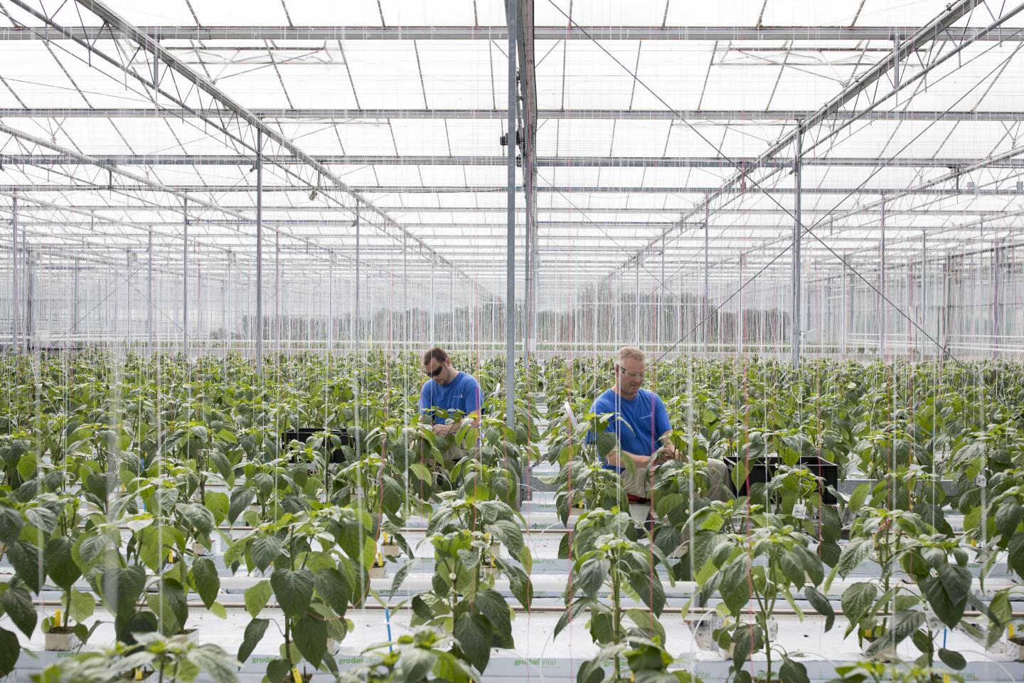 Bayer and Monsanto Agree to a Deal. Will the Regulators Agree, too?