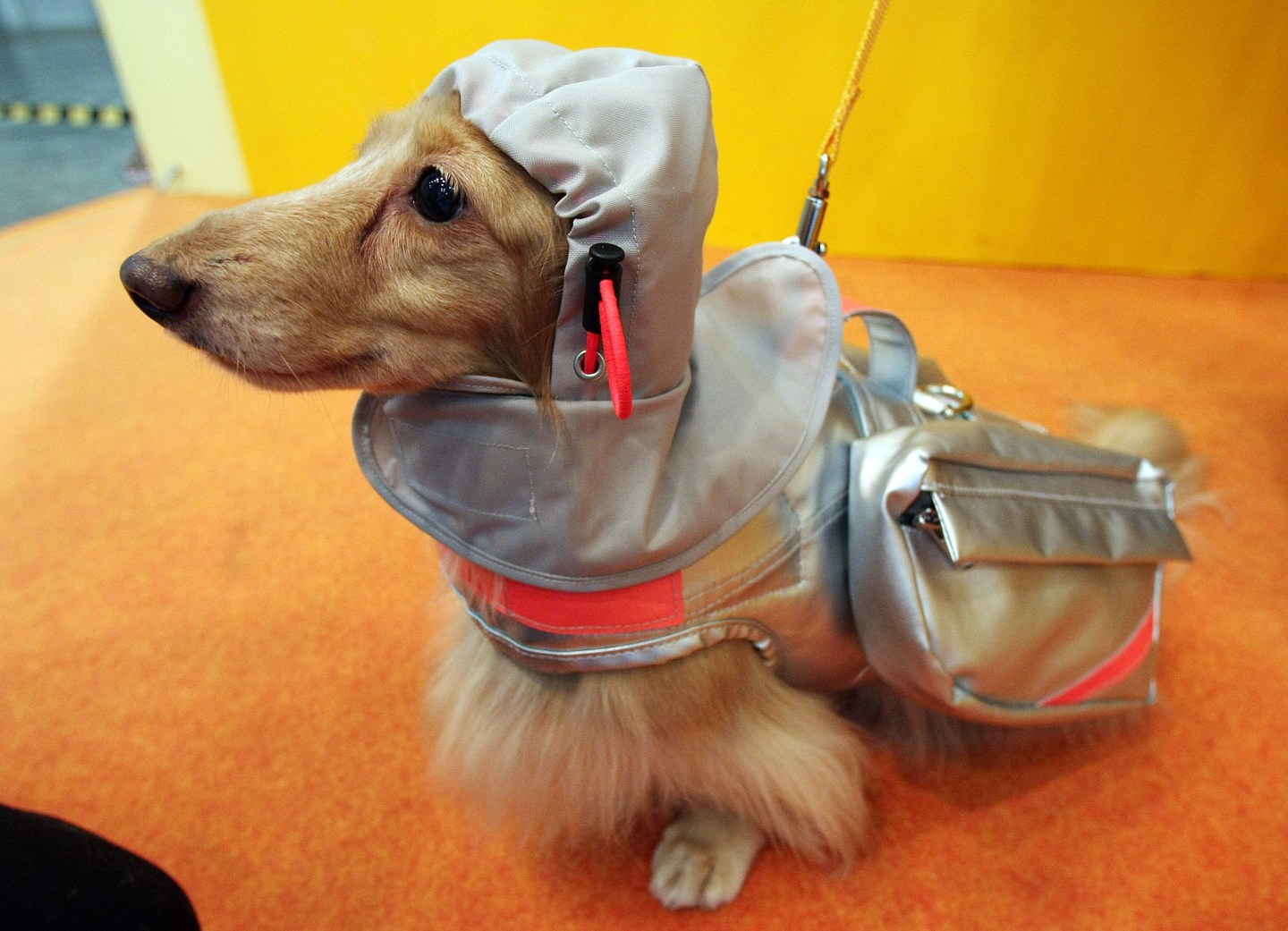 New Rescue Jacket Protect Dogs From Natural Disaster