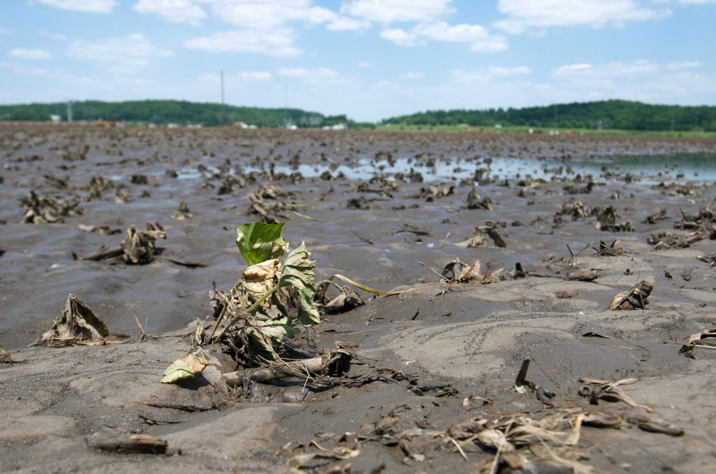 Food Prices Expected To Rise As Midwest Flooding Damages Corn Crops