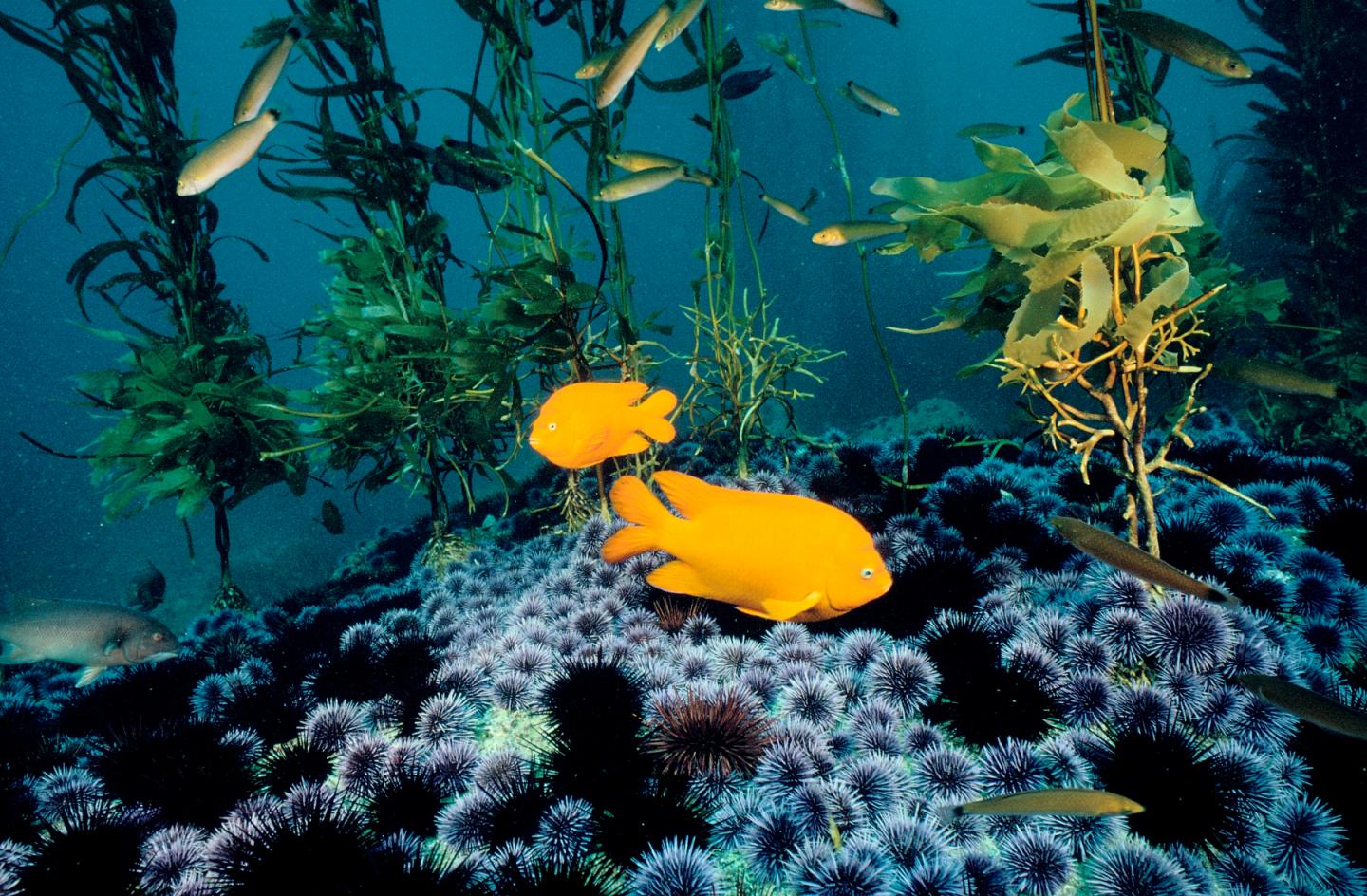 Salesforce CEO Marc Benioff Dives Into New Cause: Healing the Oceans