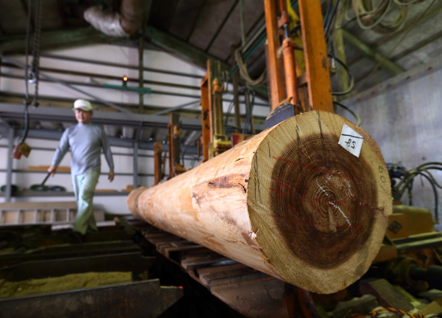 Women Harvesting Trees Meet Two Planks of Abe Plan