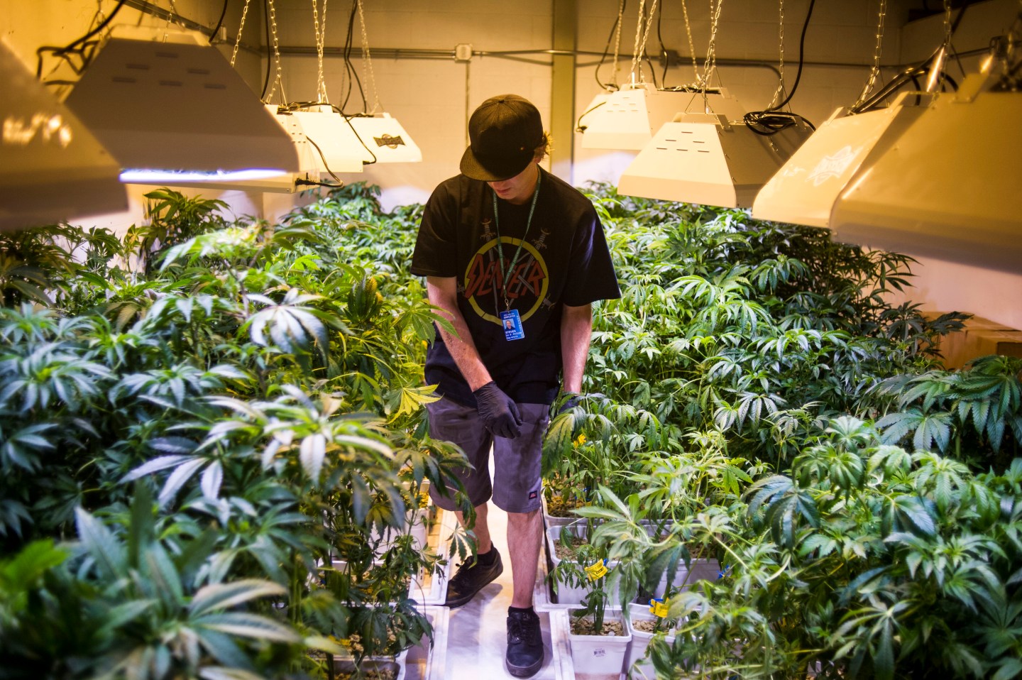 Steve Herin, Master Grower at Incredibles, works on repotting marijuana plants in the grow facility in Denver, Colorado.