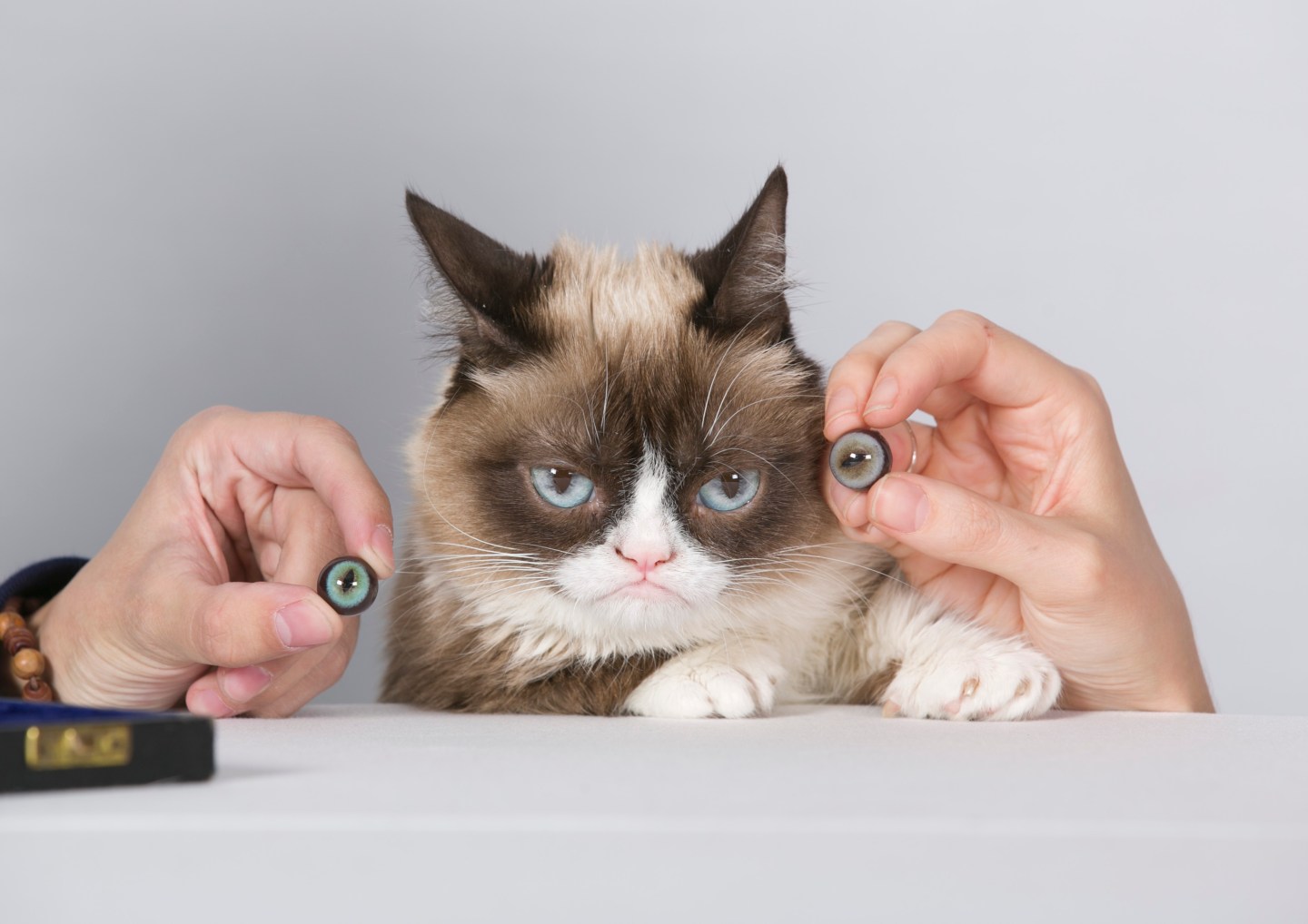 Grumpy Cat is the darling of meme-loving macro-makers everywhere.